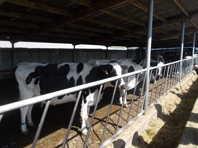 Photo of pregnant cows at Point Reyes Farmstead